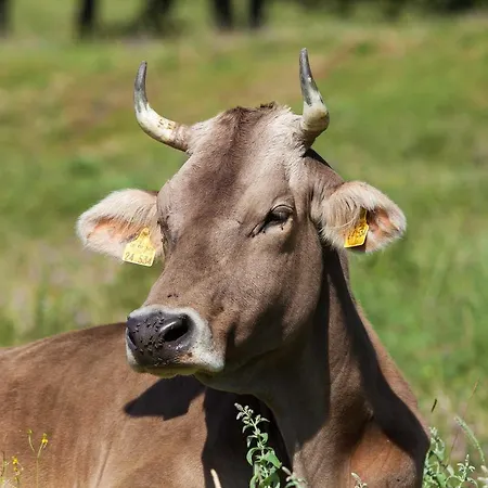 Gaestehaus Pfnuerlehen *