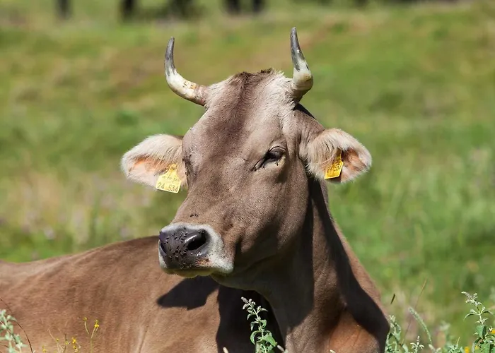 Gaestehaus Pfnuerlehen *