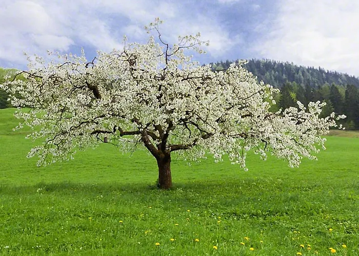 Appartement Gaestehaus Pfnuerlehen